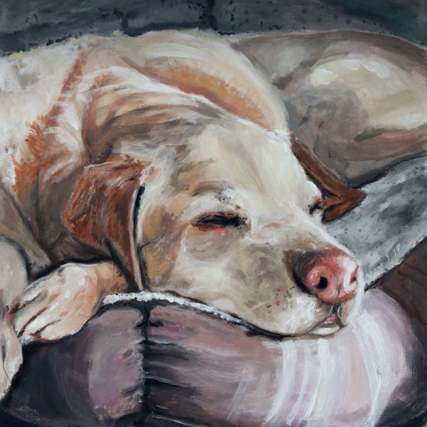 Animal Tier Portrait Dog Hund sleeping Golden retriever on Canvas